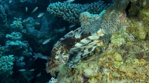 Large shoal of Miry's damselfish
