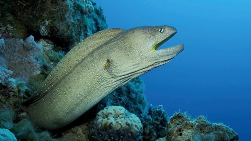 Close-up portrait of Moray with open mouth peeks out of its hiding place. Yellow-mouthed Moray Eel