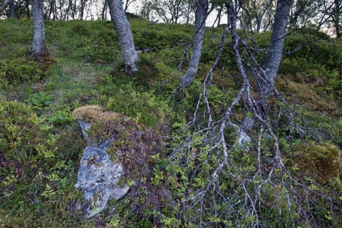 Morning light in the birch forest