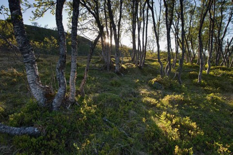 Morning light in the birch forest