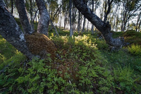 Morning light in the birch forest