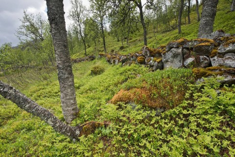 Birch