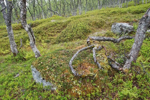 Birch