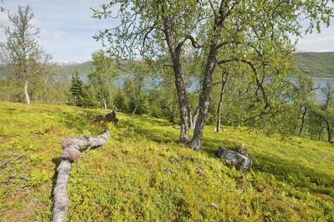 Birch