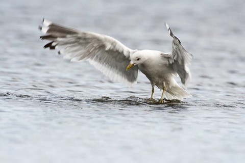 Common gull