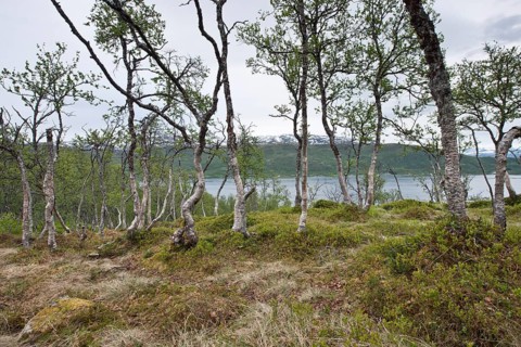 Birch