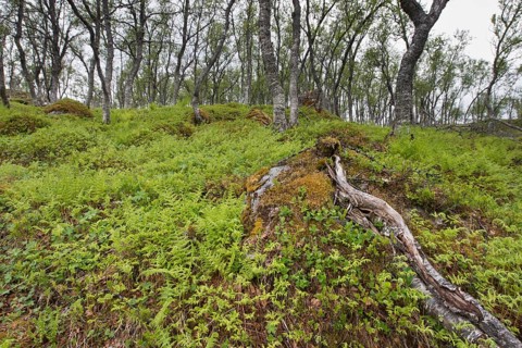 Birch
