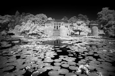 Water lily pond