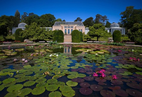 Water Lily Pond
