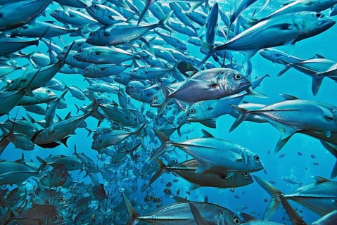 Bigeye spiny mackerel