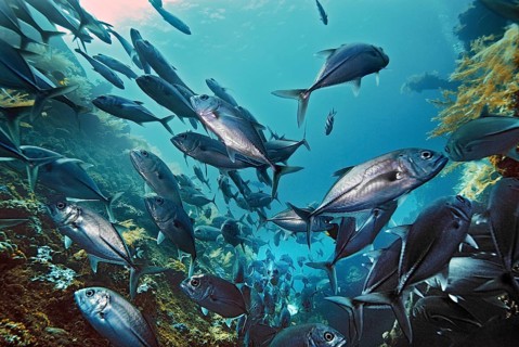 Bigeye spiny mackerel