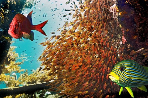 Photomontage