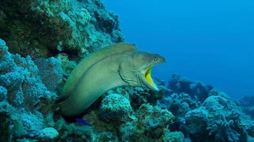 Close-up portrait of Moray with open mouth peeks out of its hiding place. Yellow-mouthed Moray Eel