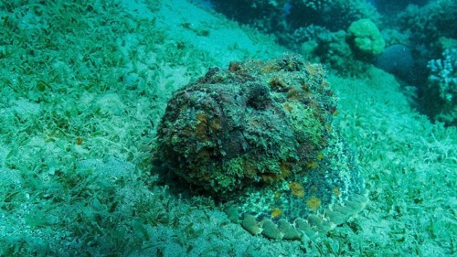 Close-up of the Stonefish lies on sandy bottom covered with green seagrass. Reef Stonefish