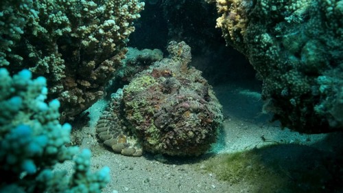 Close-up of the Stonefish on coral reef. Reef Stonefish