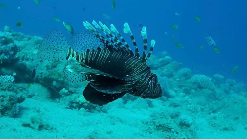 Common Lionfish or Red