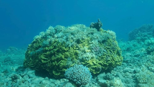 Once beautiful coral reef is overgrown with algae as a result of eutrophication