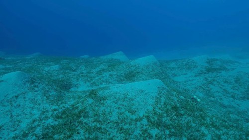 Sangy seabed covered with green seagrass. Underwater landscape with Halophila seagrass. Red sea