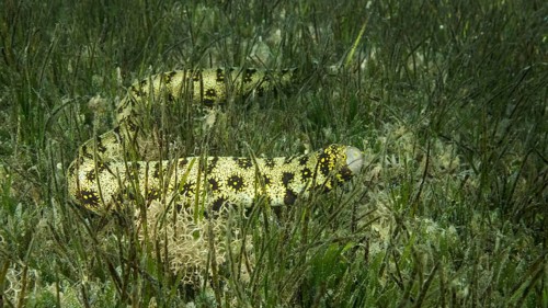 Close-up of Moray slowly swims in green seagrass. Snowflake moray