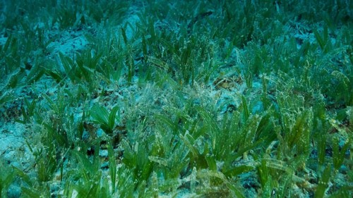 Close-up of the Halophila seagrass. seabed covered with green seagrass. Underwater landscape. Red sea