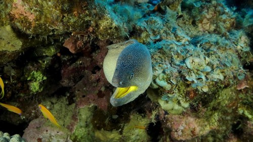 Close-up portrait of Moray with open mouth peeks out of its hiding place. Yellow-mouthed Moray Eel