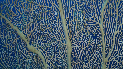 Details of the soft coral