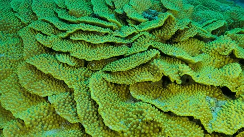 Details of the Lettuce coral or Yellow Scroll Coral