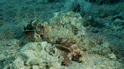 Zebra Lionfish