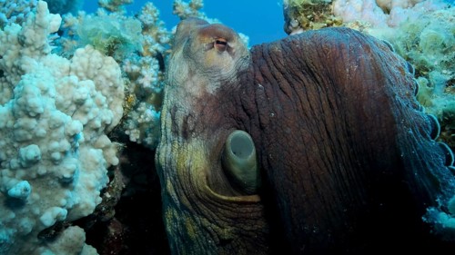 Portrait of big red Octopus