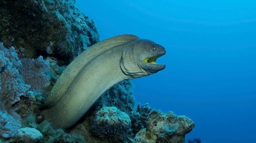 Close-up portrait of Moray with open mouth peeks out of its hiding place. Yellow-mouthed Moray Eel