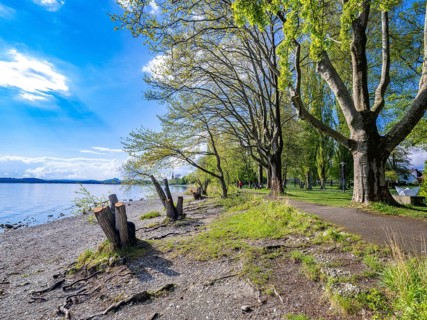 Tree stump on the shore of Untersee