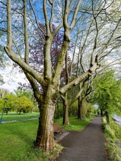 Trees in Mettnaupark
