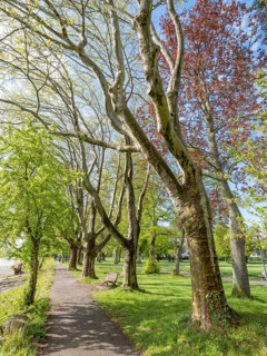 Trees in Mettnaupark