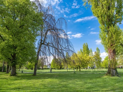 Trees in Mettnaupark