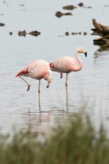 Chilean Flamingos