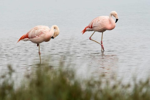 Chilean Flamingos