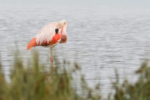 Chile flamingo