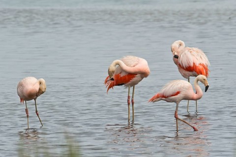 Chilean Flamingos