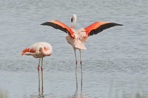 Chilean Flamingos