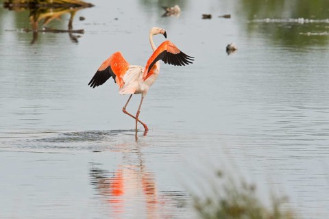 Chile flamingo