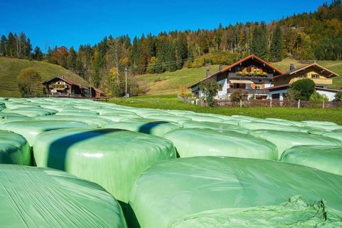 Green hay silage bales and mixed forest