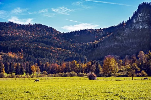 Autumn mixed forest