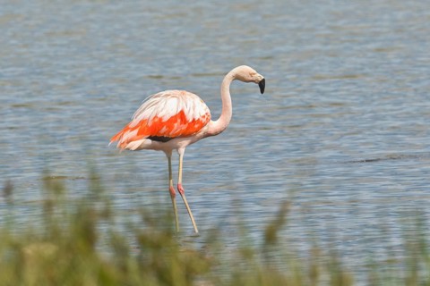 Chile flamingo