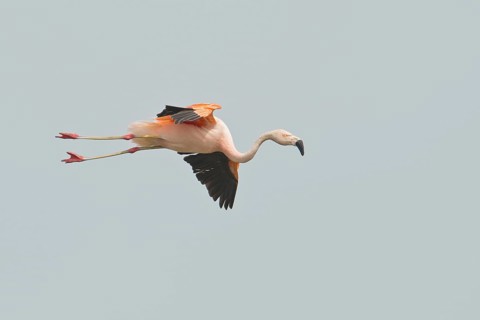 Chilean Flamingo