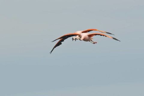 Chilean Flamingos