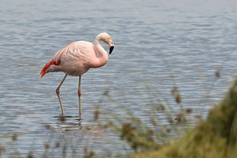 Chile flamingo