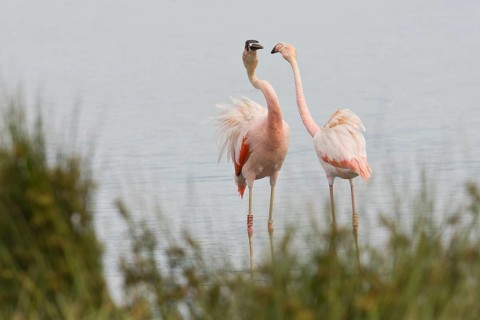 Chilean Flamingo