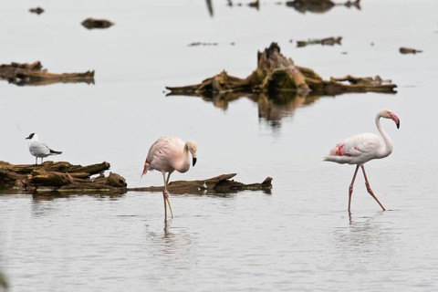Chilean Flamingo