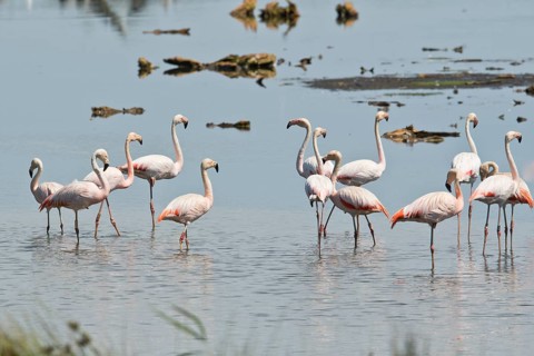 Chilean flamingo