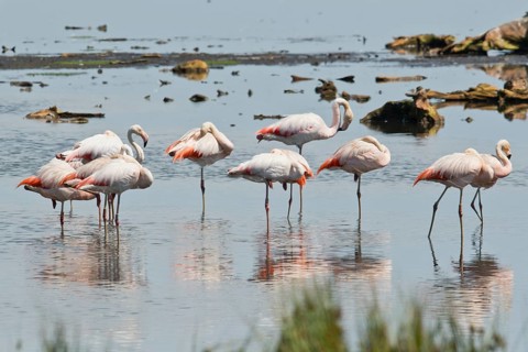 Chilean flamingo